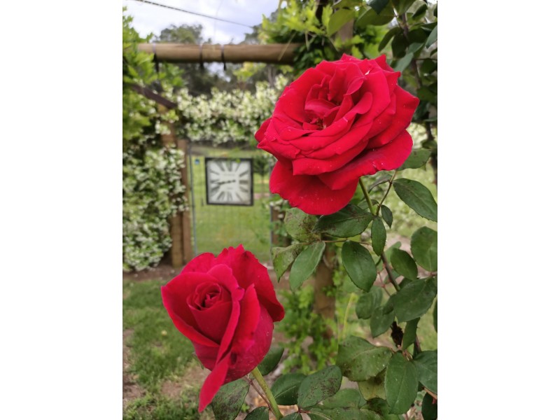 90 West Lanitza Rd, Lanitza NSW 2460