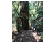 Girralong NSW 2449