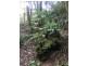 Girralong NSW 2449