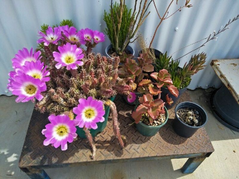 WLL16365 New Chum, Lightning Ridge NSW 2834