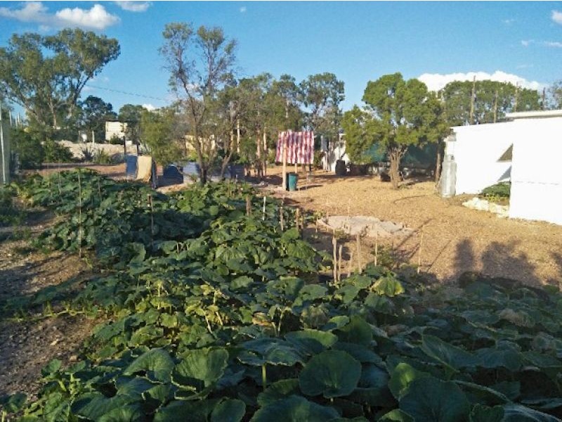 WLL16365 New Chum, Lightning Ridge NSW 2834