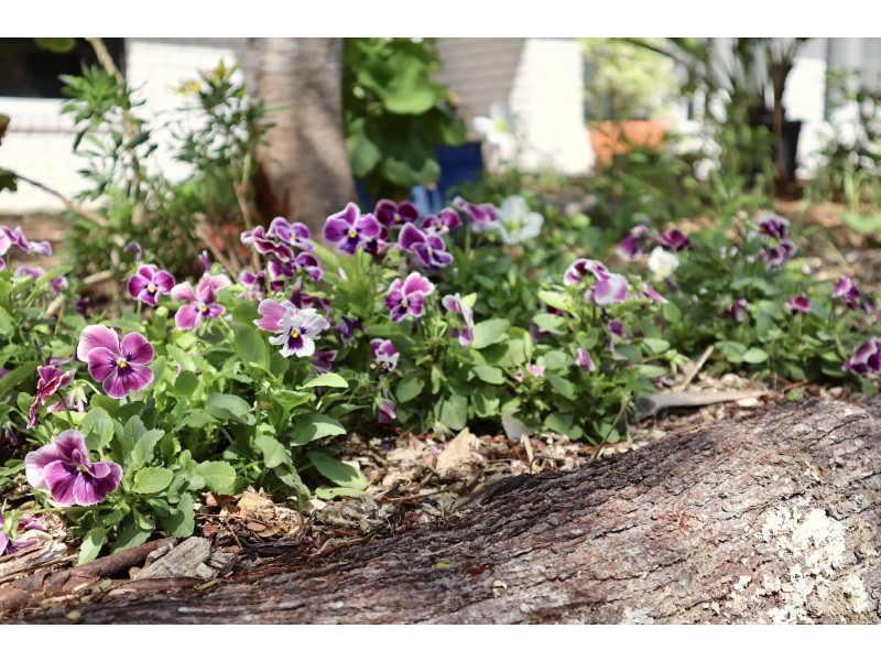 8 Byron Street, Mullumbimby NSW 2482