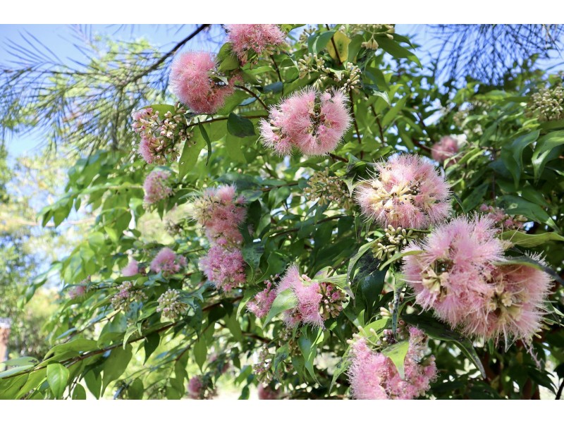 Mullumbimby NSW 2482