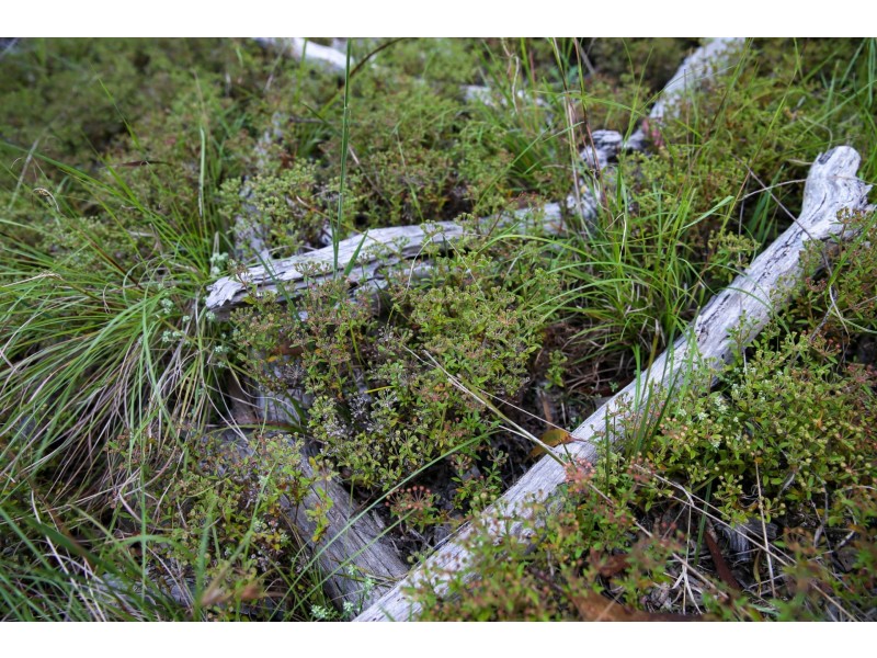 222 Parrish Lane, Eukey QLD 4380