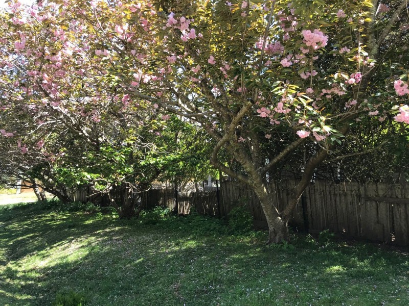 4 Franks Street, St Marys TAS 7215