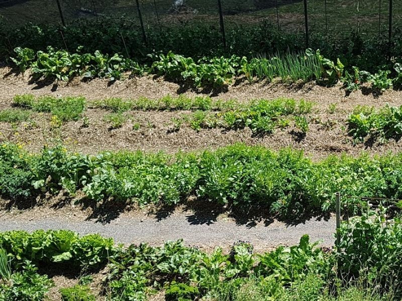 312 Stone Lane, Mole River NSW 2372