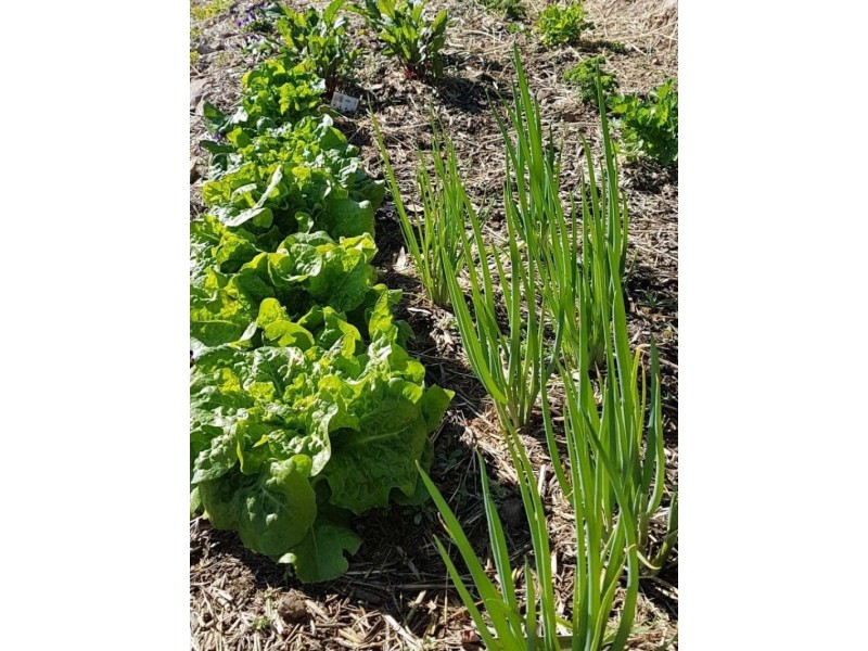 312 Stone Lane, Mole River NSW 2372