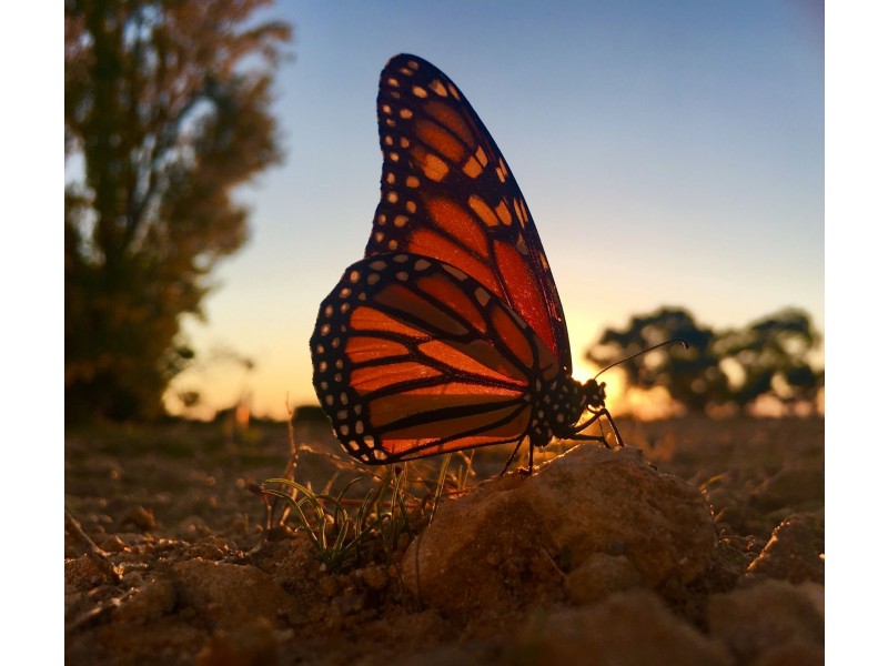 3 Pearson Street, Greenways SA 5272