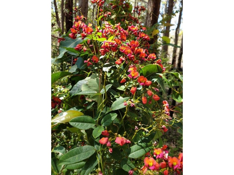 105 Burma Road, Pemberton WA 6260