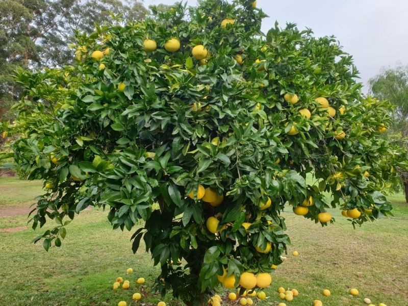 105 Burma Road, Pemberton WA 6260