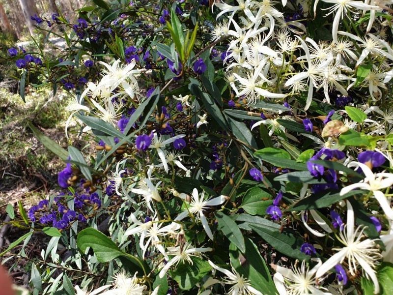 105 Burma Road, Pemberton WA 6260