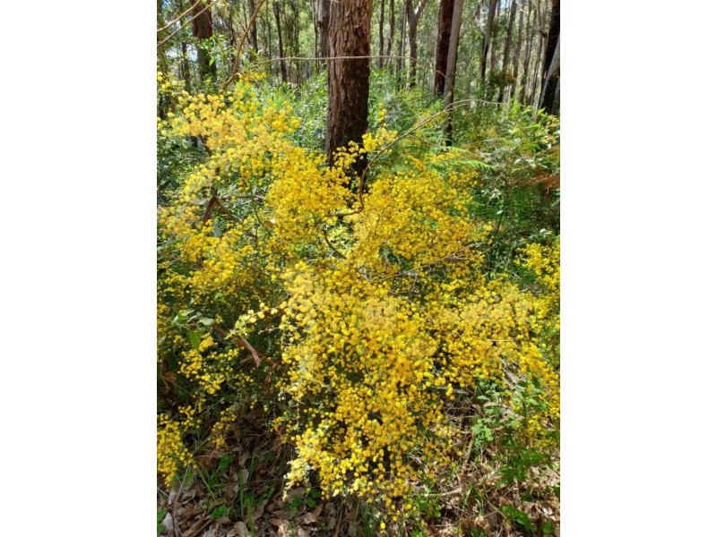 105 Burma Road, Pemberton WA 6260