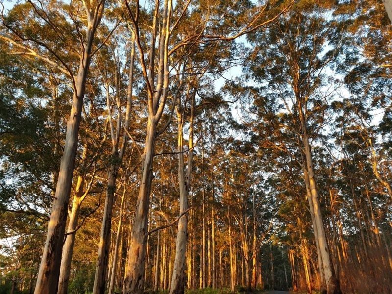 105 Burma Road, Pemberton WA 6260