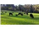 1295 Huon Rd, Neika TAS 7054