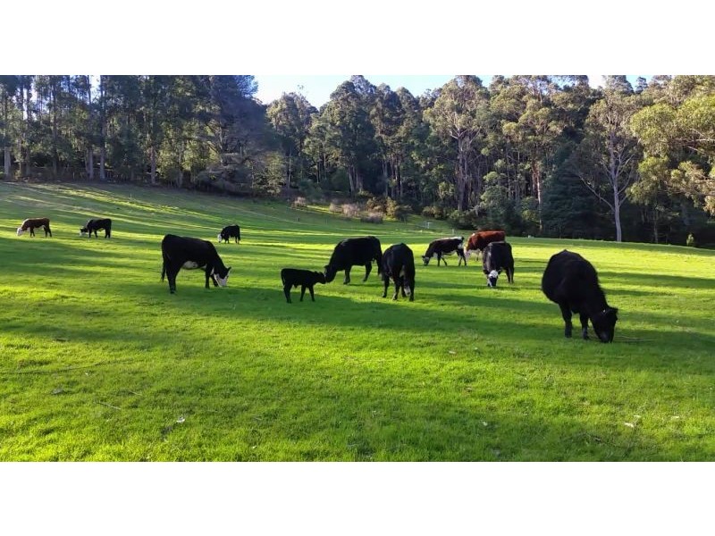 1295 Huon Rd, Neika TAS 7054