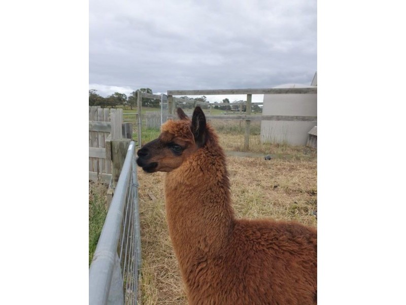 Tooradin VIC 3980