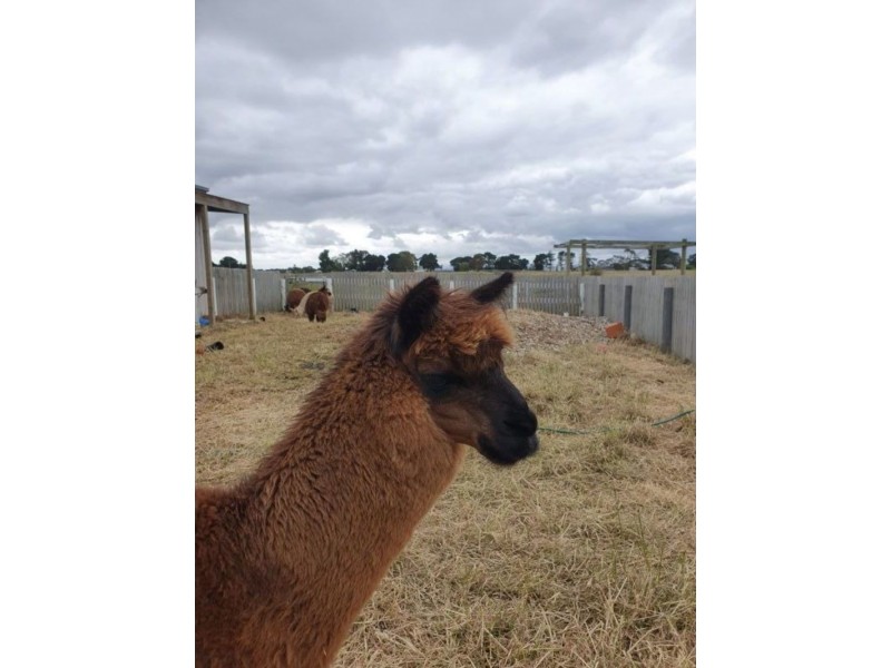 Tooradin VIC 3980