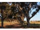 118 Cleve Road, Cleve SA 5640