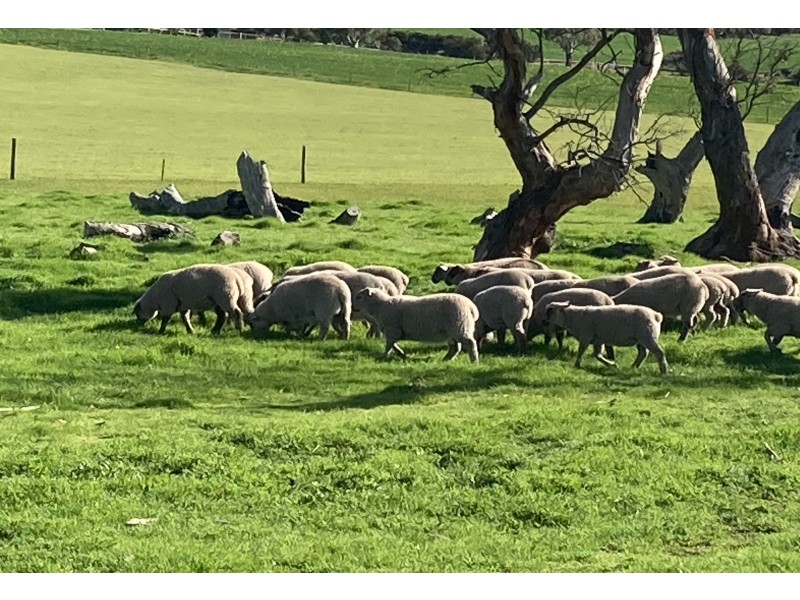 141 Quartz Hill Road, North Shields SA 5607