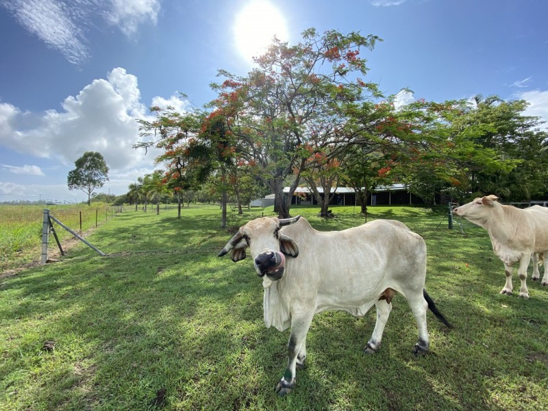 24768 Peak Downs Hwy, Victoria Plains QLD 4751