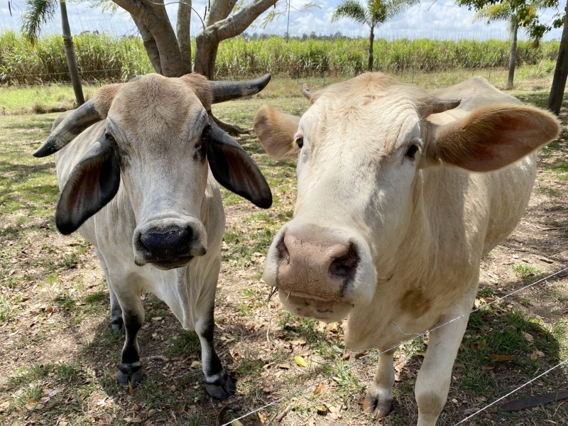 24768 Peak Downs Hwy, Victoria Plains QLD 4751