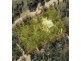 17 Murrungundie Street, Elong Elong NSW 2831