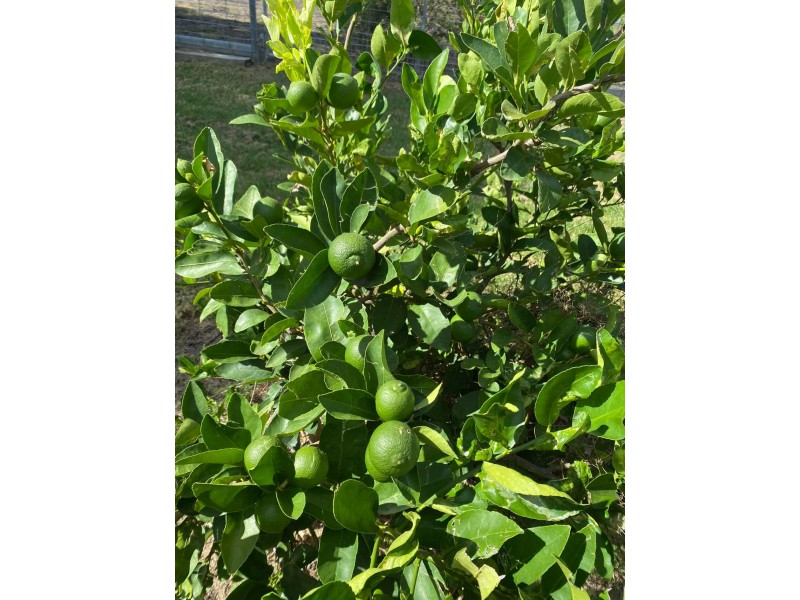 57 Mallee Road, Moree NSW 2400