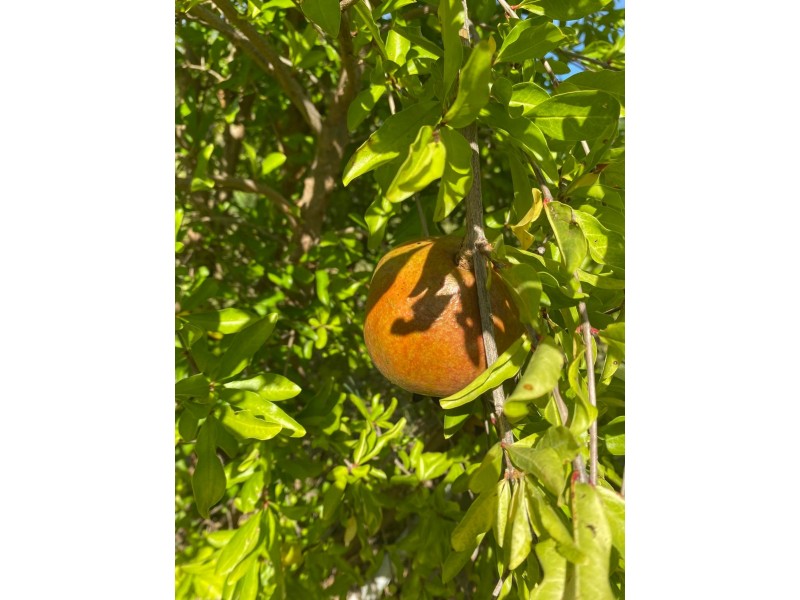 57 Mallee Road, Moree NSW 2400