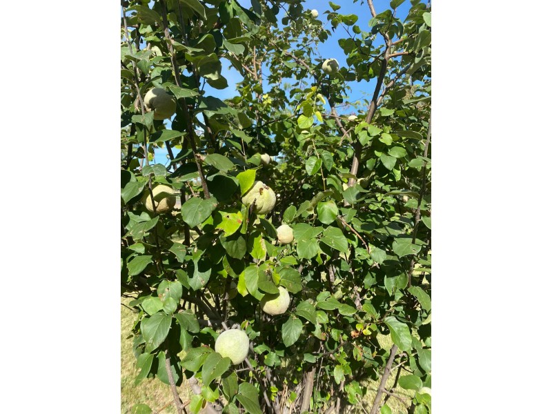 57 Mallee Road, Moree NSW 2400