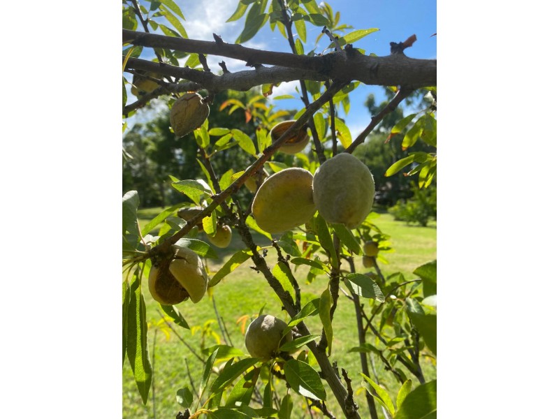 57 Mallee Road, Moree NSW 2400