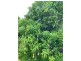789 Crownthorpe Rd, Crownthorpe QLD 4605