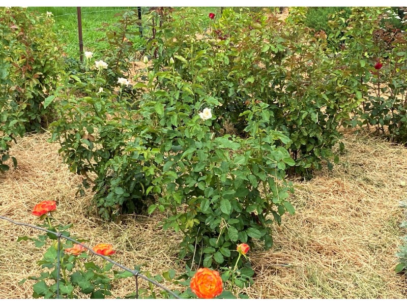 789 Crownthorpe Rd, Crownthorpe QLD 4605