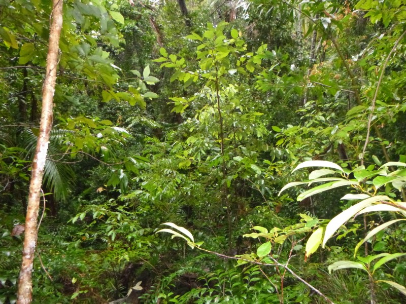 218 Yaxleys Road, Byfield QLD 4703