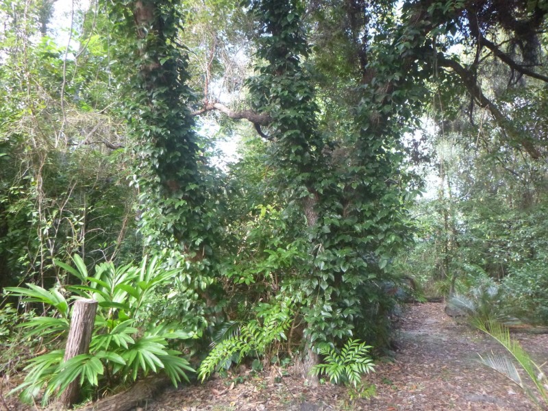 218 Yaxleys Road, Byfield QLD 4703