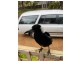 9534 Muir Highway, Rocky Gully WA 6397