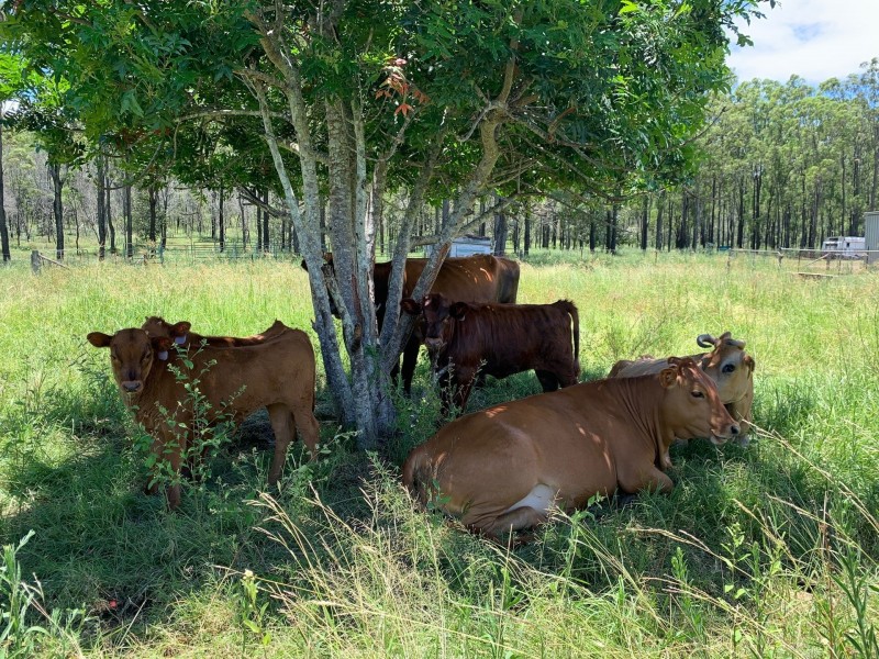 949 Rosewood Laidley Road, Calvert QLD 4340