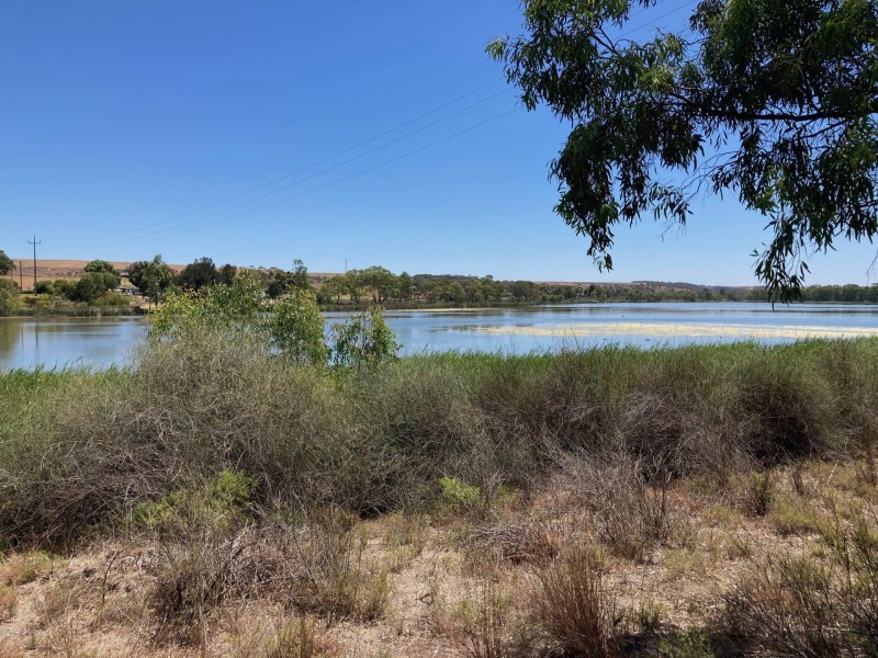 71 Mallee Road, Walker Flat SA 5238