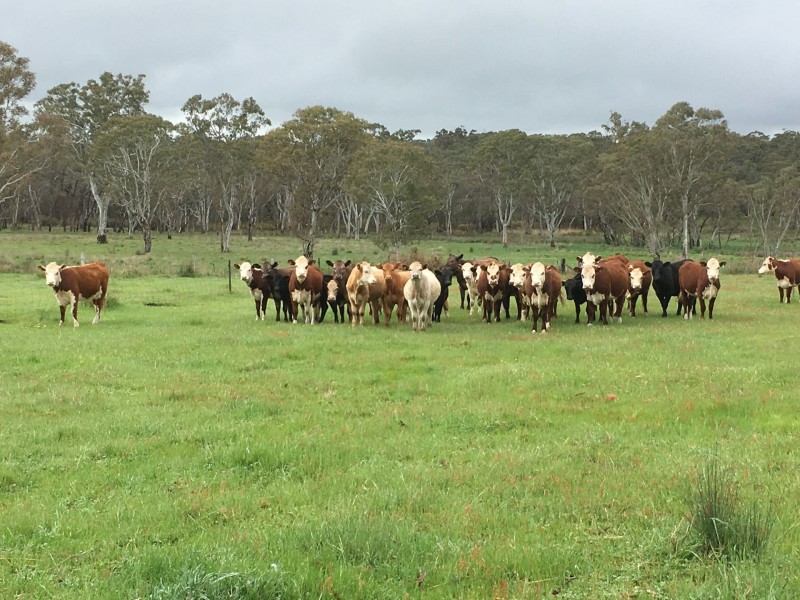 3010 Casterton-Edenhope Road, Chetwynd VIC 3312