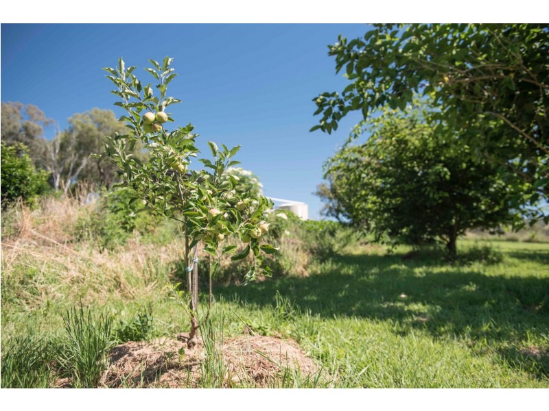 209 Martins Lane, Piallamore NSW 2340