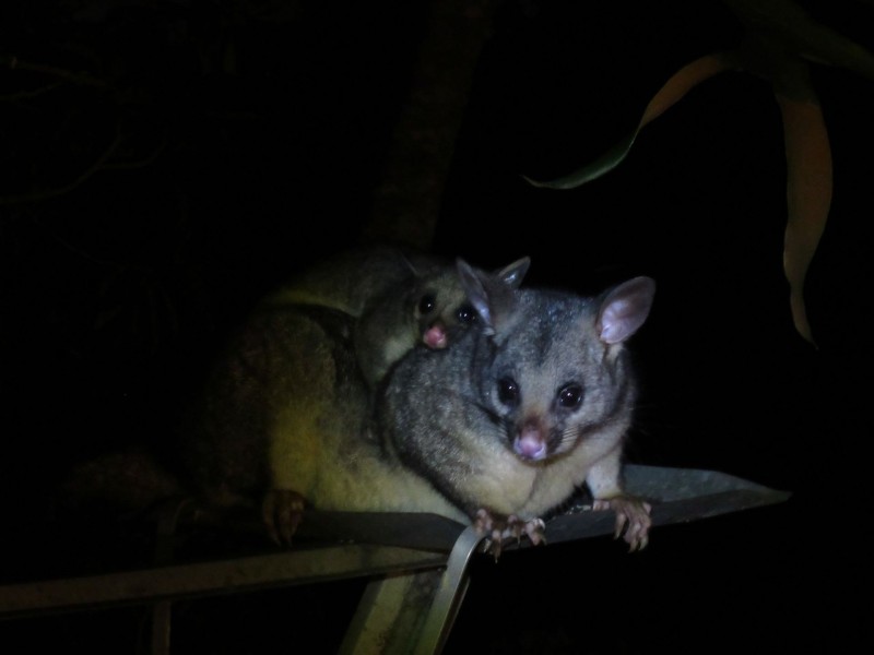 22 Fleetwood Court, Ferny Hills QLD 4055