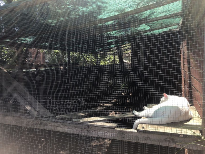 11 Charles St, Castlemaine VIC 3450