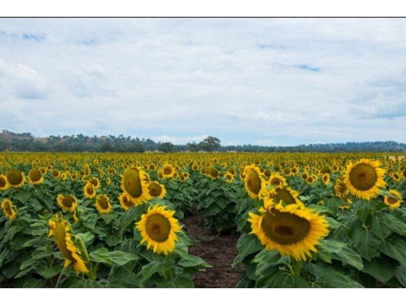 7 Yarraman Street, Blackville NSW 2343