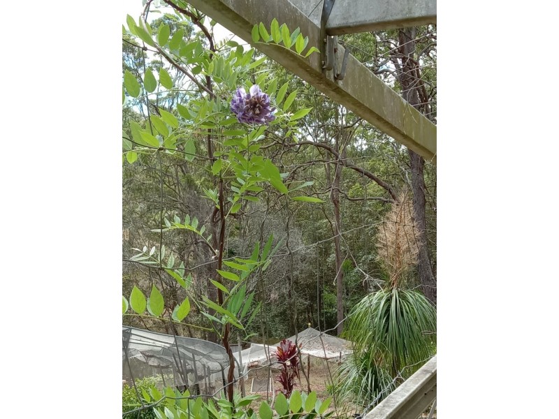 740 Kenilworth Skyring Creek Road, Carters Ridge QLD 4563