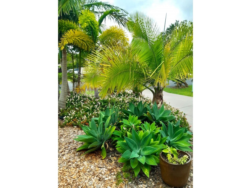 8 Alicia Circuit, Little Mountain QLD 4551