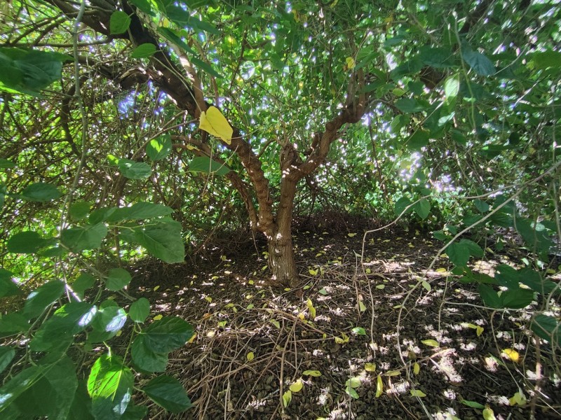 13 Hampton St, Bridgetown WA 6255