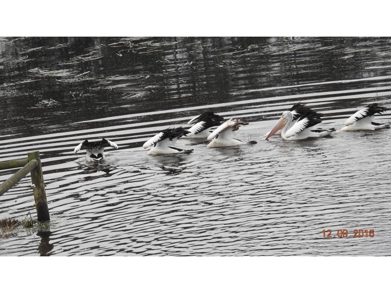 15 Audley Street, Longford VIC 3851