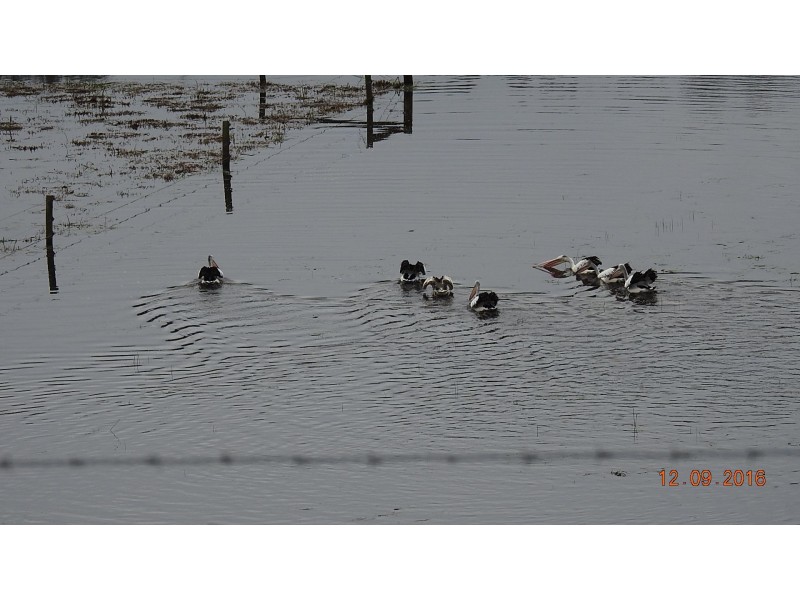 15 Audley Street, Longford VIC 3851