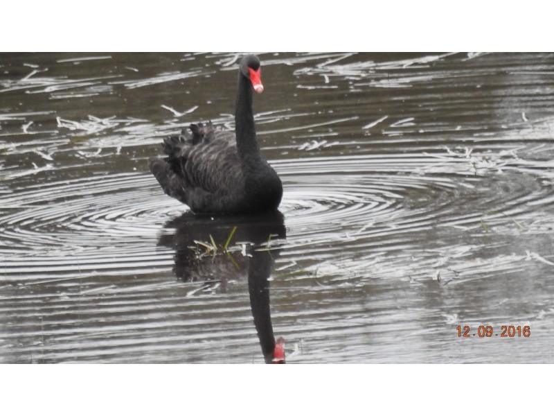 15 Audley Street, Longford VIC 3851