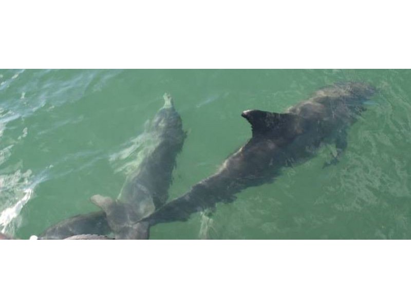 79 Rodoreda Crescent, Ravenswood WA 6208