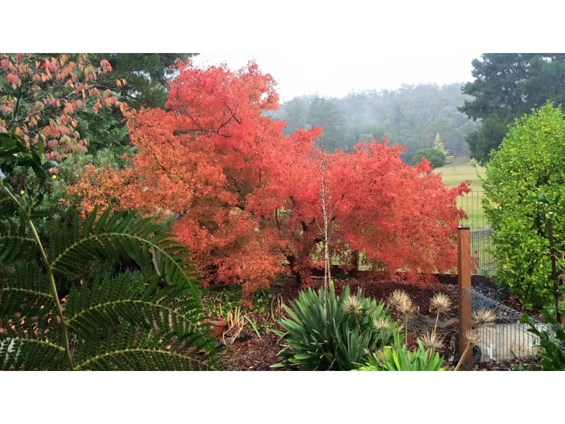 29 Fairway Avenue, Mount Beauty VIC 3699